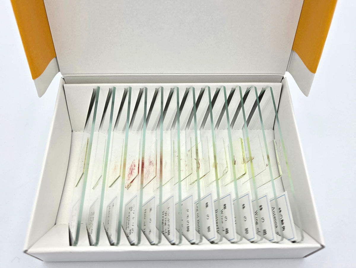 完成プレパラート１２点セット　動物編　アウトレット品