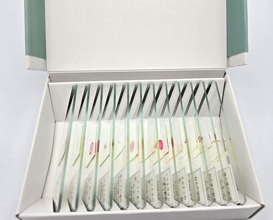 完成プレパラート１２点セット　植物編　アウトレット品